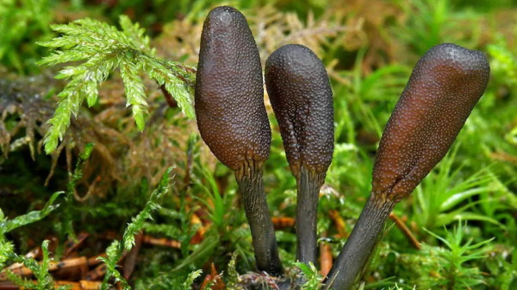 Top 12 Expensive And Exotic Mushrooms Around the World 